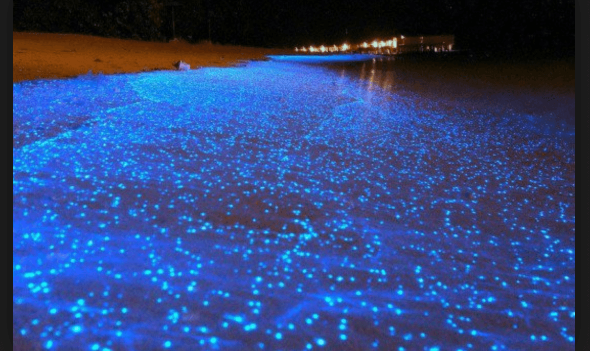 Toyama: Você conhece o fenômeno que ilumina o mar? Conheça o Hotaru Ika (ほたるいか)