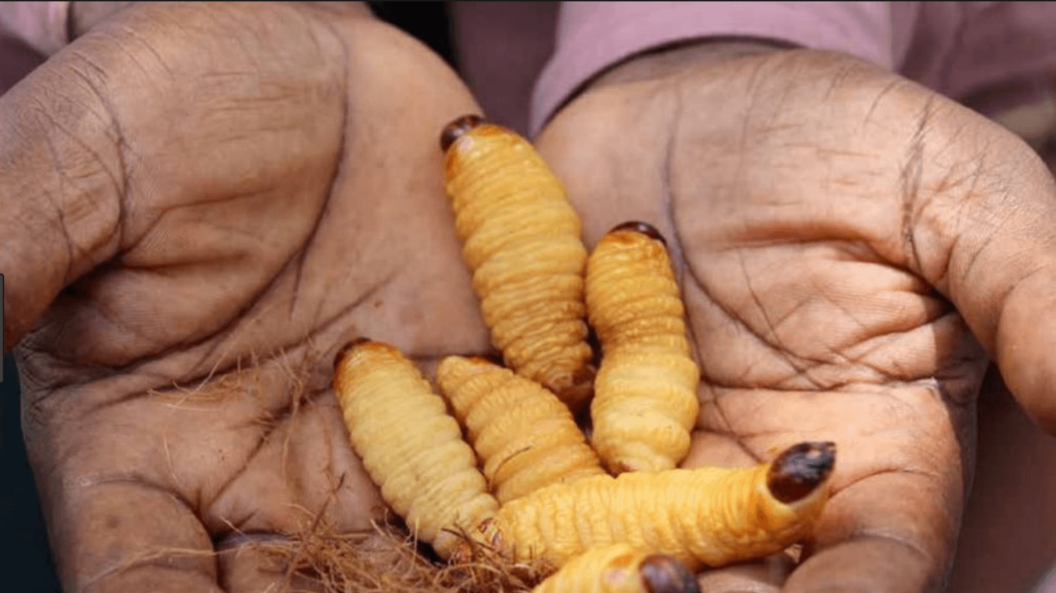 20 comidas estranhas que você teria pavor em provar