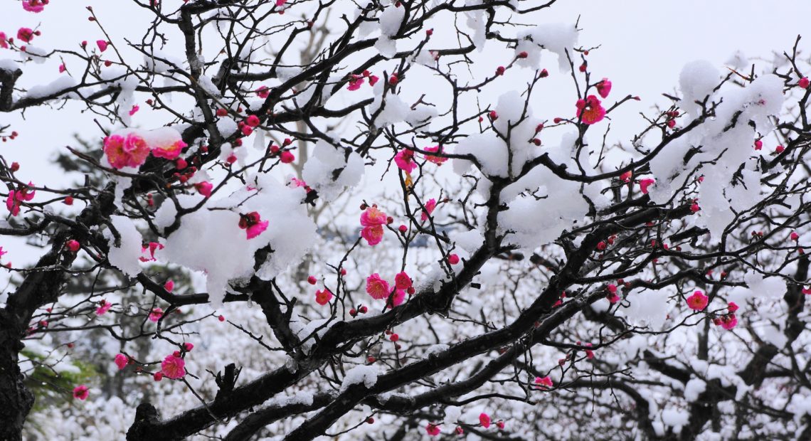 Resultado de imagem para flores de ameixa no japao