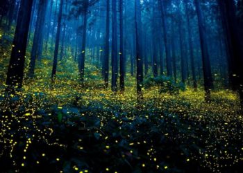 Coronavírus obriga vaga-lumes do Japão a bailar sem público