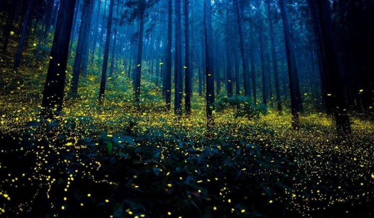 Coronavírus obriga vaga-lumes do Japão a bailar sem público