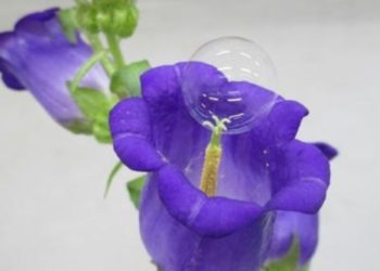 Professor japonês desenvolve estudo para polinizar plantas com bolhas de sabão e drone