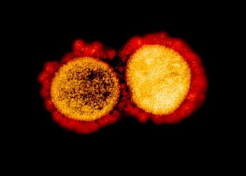 Japão registra 600 casos de COVID-19 no domingo