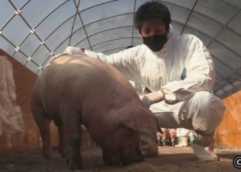 Grupo de 13 vietnamitas são presos em Gunma por estarem residindo ilegalmente no Japão