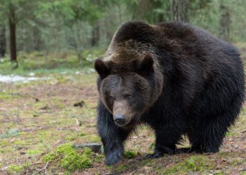 Um total de 63 pessoas foram atacadas por ursos no Japão desde o mês de setembro