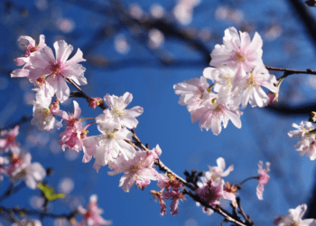 Cerejeiras no Japão florescem mais cedo este ano