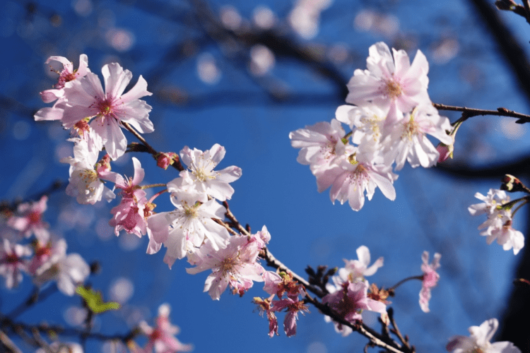 Cerejeiras no Japão florescem mais cedo este ano