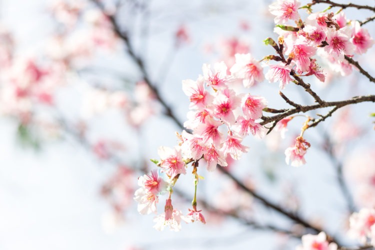 Compra de flores de sakura se torna uma opção alternativa popular para a temporada das flores de cerejeira