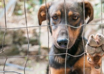 Mulher presa por crueldade contra animais mantinha 58 animais de estimação em casa em Tóquio
