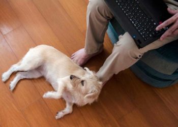 Pesquisa revela mudança no comportamento de cães de estimação durante pandemia