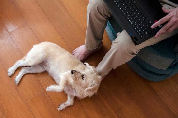 Pesquisa revela mudança no comportamento de cães de estimação durante pandemia