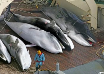 A temporada de caça às baleias no Japão começa nas águas costeiras