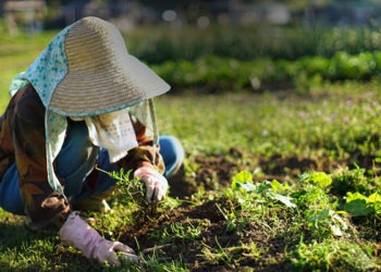 Devido à pandemia, japoneses passam a buscar trabalho no setor agrícola
