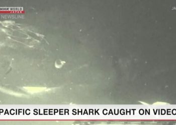 Imagens raras de tubarão do Pacífico