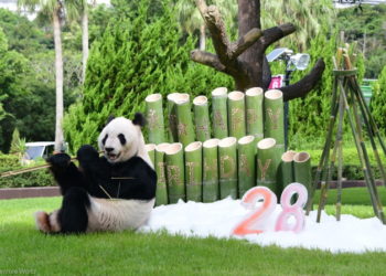 Dia dos pais: Panda gigante ganha presente em zoológico no Japão
