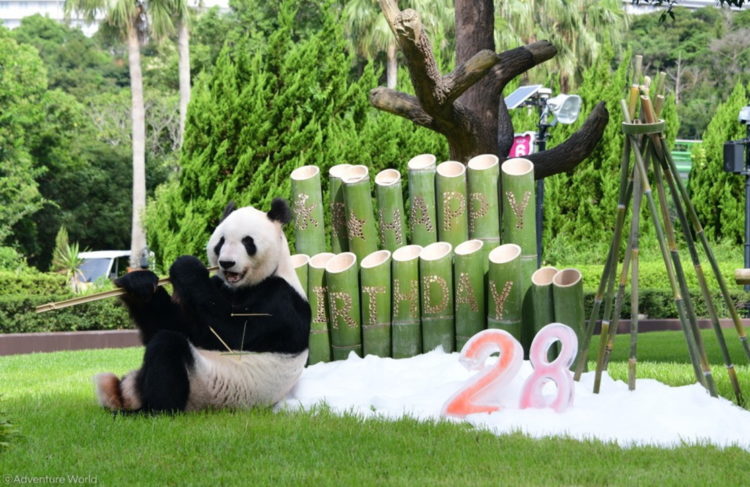 Dia dos pais: Panda gigante ganha presente em zoológico no Japão
