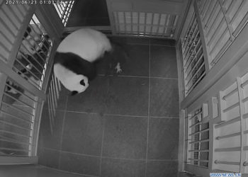 Panda-gigante Shin Shin dá à luz gêmeos no Zoológico de Ueno em Tóquio