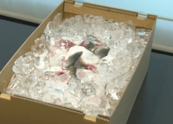 Sustentabilidade: Fabricantes de papel visam substituir produtos de plástico