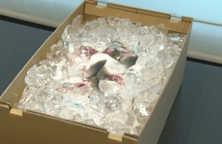 Sustentabilidade: Fabricantes de papel visam substituir produtos de plástico