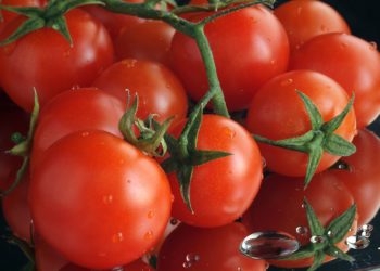 Tomates com edição de genoma chega ao Japão