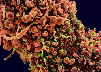 Pesquisadores japoneses afirmam que variante MU do coronavírus é mais resistente a anticorpos