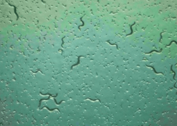 Minúsculos vermes são usados para detectar os primeiros sinais de câncer pancreático