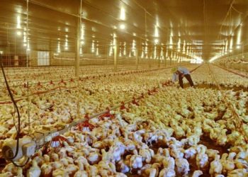 Prefeitura de Akita confirma gripe aviária na região