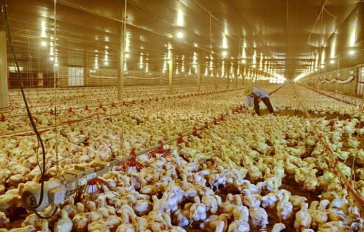 Prefeitura de Akita confirma gripe aviária na região