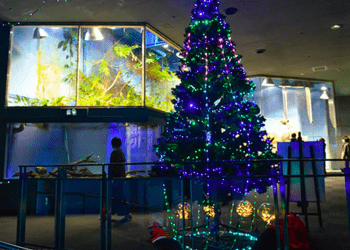 Enguias são usadas para acender árvore de Natal no Japão