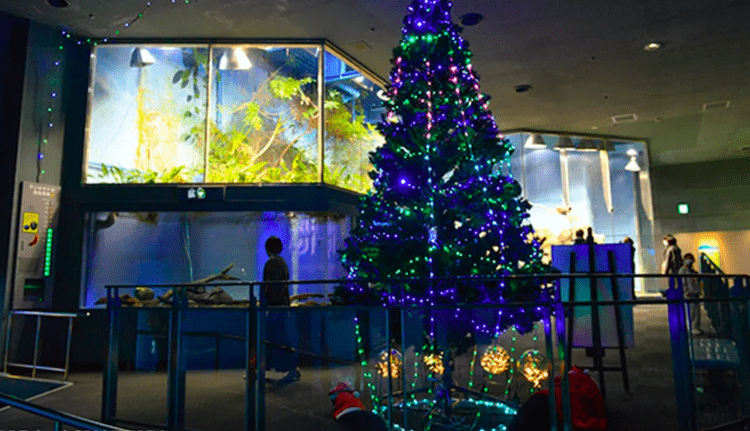 Enguias são usadas para acender árvore de Natal no Japão