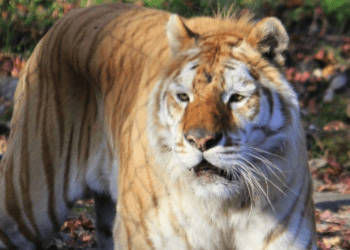 Tigre ataca 3 funcionários no safari park de Tóquio