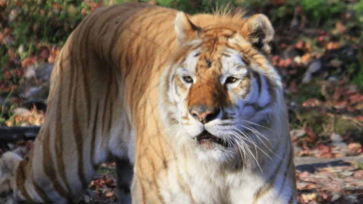 Tigre ataca 3 funcionários no safari park de Tóquio