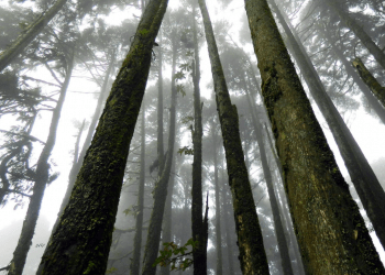 Suicídio coletivo na província de Saitama