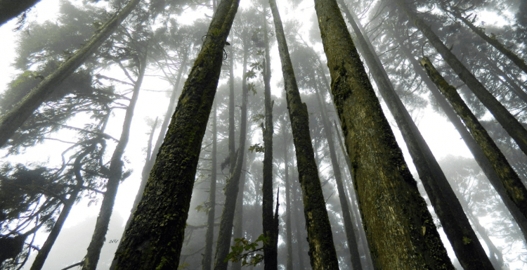 Suicídio coletivo na província de Saitama