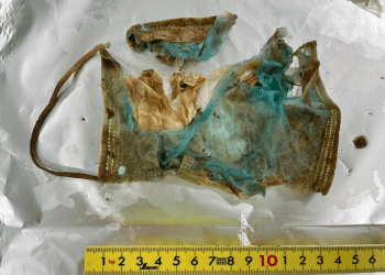 Máscara COVID-19 é encontrada em fezes de tartaruga marinha capturada na costa do Japão