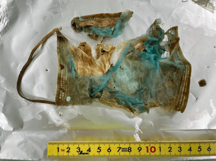 Máscara COVID-19 é encontrada em fezes de tartaruga marinha capturada na costa do Japão