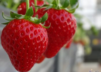 Roubos de morango são relatados na província de Tochigi