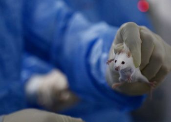 Camundongos que receberam transplante de células tiveram melhoras nos sintomas de diabetes