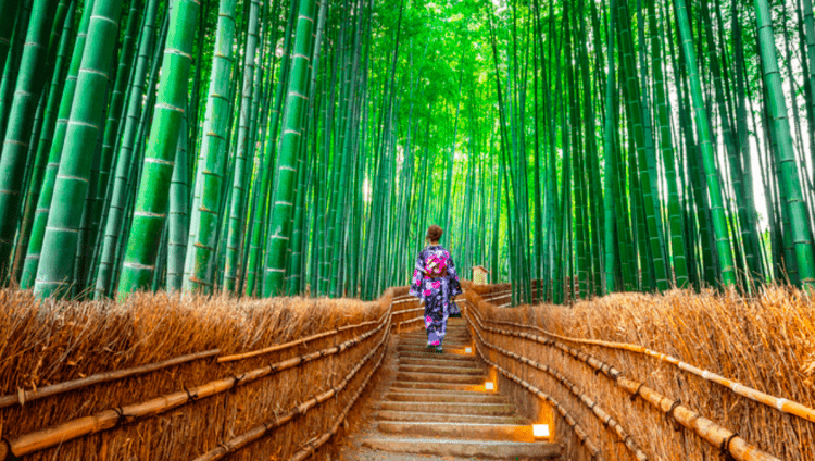 Visitantes lotam pontos turísticos no Japão