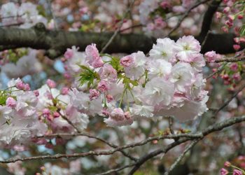 Após 2 anos a famosa rua das flores de cerejeira em Osaka reabre