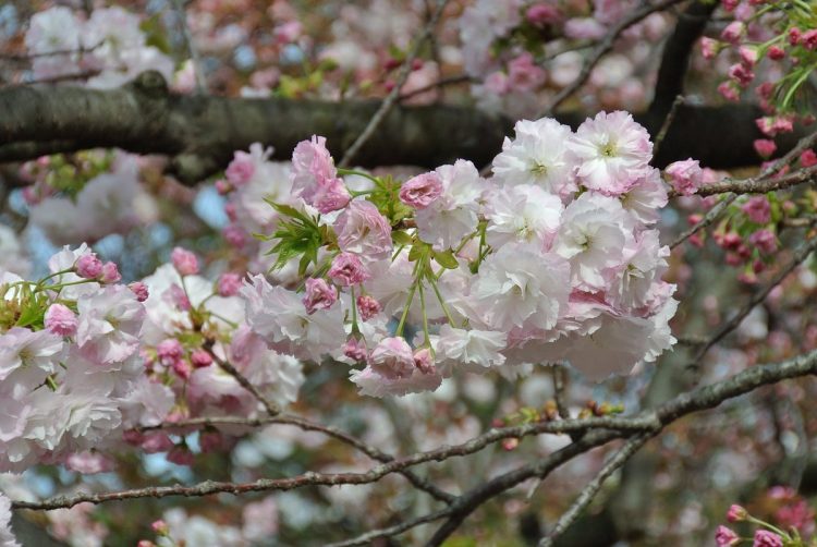 Após 2 anos a famosa rua das flores de cerejeira em Osaka reabre
