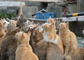 Ilha dos gatos no Japão