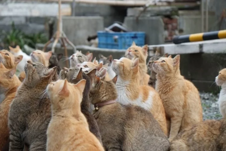 Ilha dos gatos no Japão