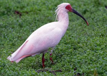 Japão planeja reintroduzir espécie de ave em risco de extinção na natureza