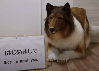 Japonês gasta cerca de 2 milhões de ienes para realiza sonho de se ‘transformar’ em um cachorro