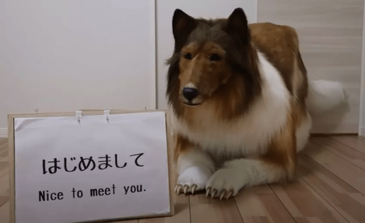 Japonês gasta cerca de 2 milhões de ienes para realiza sonho de se ‘transformar’ em um cachorro