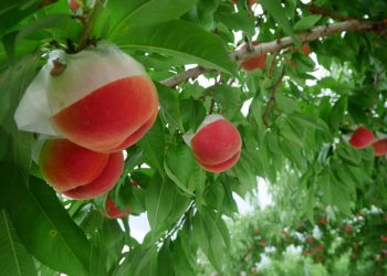 Polícia investiga furto de 5.000 pêssegos de pomar Yamanashi