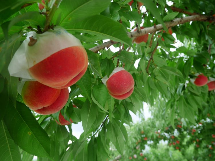 Polícia investiga furto de 5.000 pêssegos de pomar Yamanashi