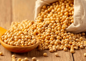 Preços elevados dos grãos levam agricultores japoneses a cultivar trigo em vez de arroz