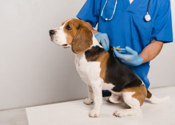 Entra em vigor lei que obriga a implantação de microchips em animais de estimação